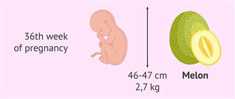 36 Weeks Pregnant Baby Position