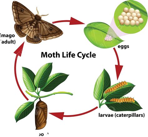 Moth Life Cycle Diagram Insect White Adult Vector, Insect, White, Adult ...