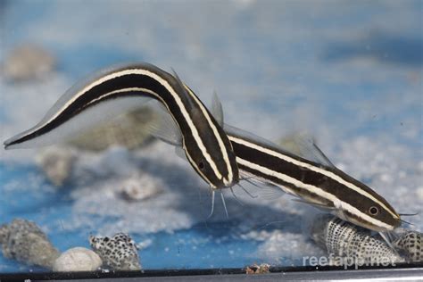 Plotosus lineatus (Striped eel catfish)