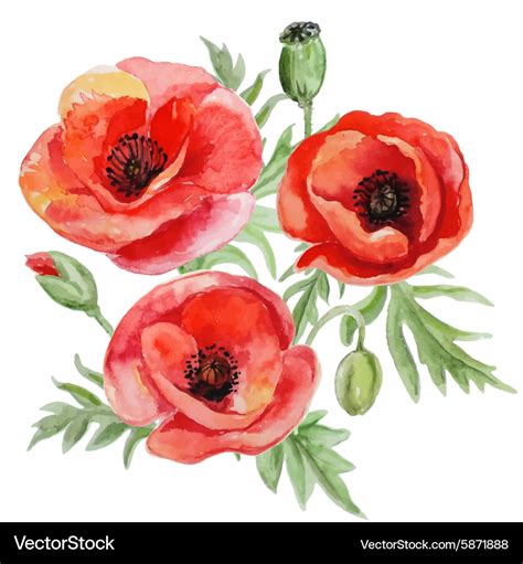 Bouquet of red watercolor poppy flowers Royalty Free Vector