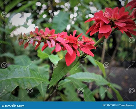 The Red Flower of the Chaconia in the Farmer S Garden Stock Image - Image of medicinal, garden ...