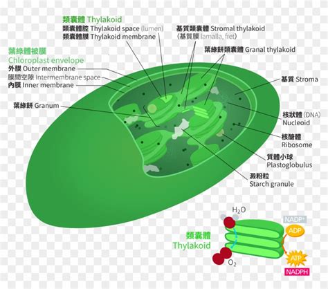 Chloroplast Zh Hant - Atp Synthase Location In Chloroplast, HD Png ...