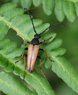 Red Pine Longhorn Beetle | Red Pine Longhorn (Stictoleptura … | Flickr