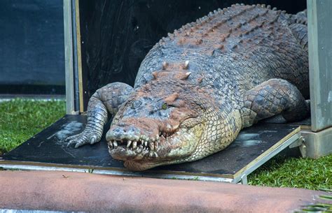 Crocodile Talk | Perth Zoo