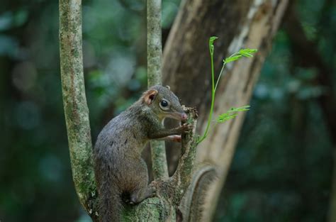 Premium Photo | Common treeshrew or southern treeshrew