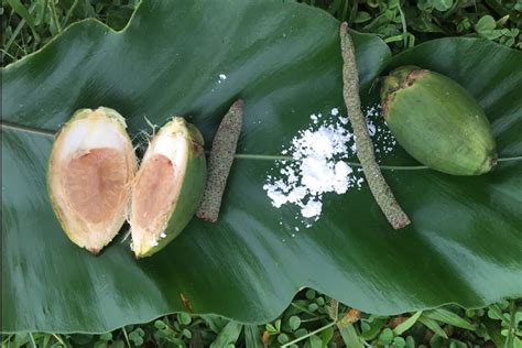 Random question: do people chew betel nut (acera nut) in Mozambique? : r/Mozambique