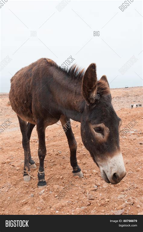 Brown Donkey Image & Photo (Free Trial) | Bigstock