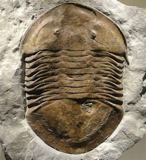 List of State Fossils - FossilEra.com