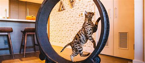 The Best Cat Exercise Wheel in 2022 | My Pet Needs That