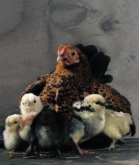 Hen With Chicks Photograph by Muriel De Seze | Fine Art America