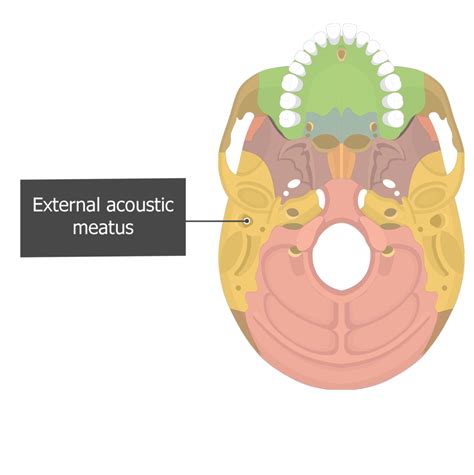 Internal Auditory Meatus Skull