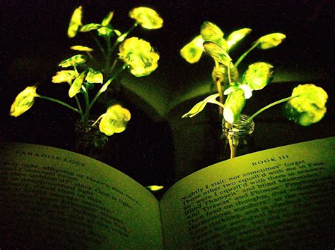 Glow-in-the-Dark Plants May Soon Replace Your Bedside Lamp