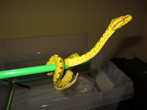 Pat the baby biak green tree python