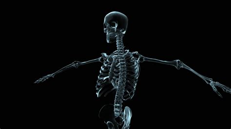 Animated Skeletal System