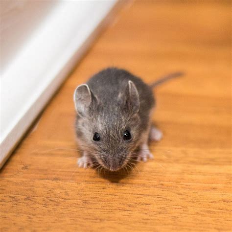 House Mice - Covenant Wildlife