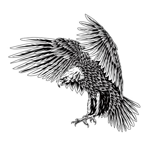 Bald eagle flying swoop line art draw black color on white background illustration. for t shirt ...