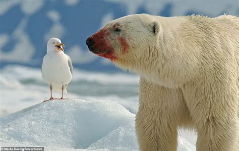 Polar bear sticks its tongue out at a laughing seagull in Svalbard ...