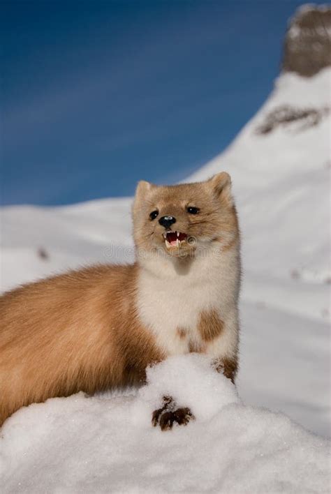 Weasel in the snow stock photo. Image of nature, outdoors - 11970874