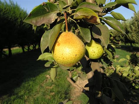 Orient Pear Tree - I/O - Ison's Nursery & Vineyard