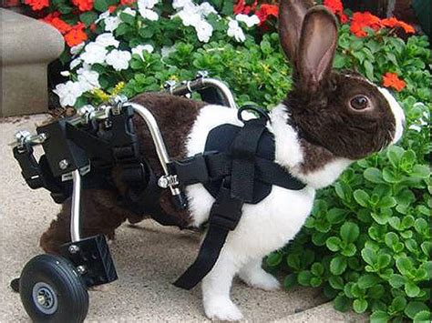 Paralyzed pets rock their wheels: 30 awesome animals - CBS News