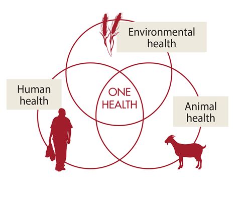 3 ways animal health is vital to One Health | VSF International