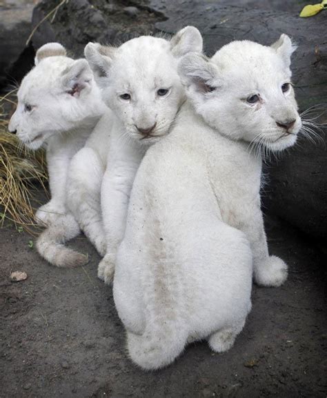 White Lion Cubs - Lions Photo (26192889) - Fanpop