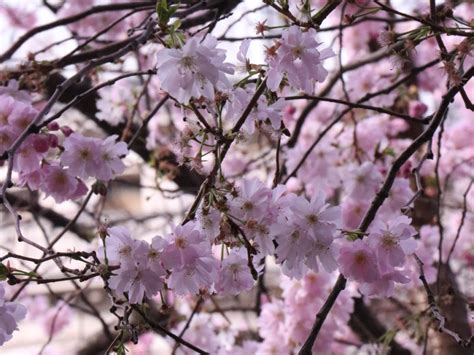 Where to See Cherry Blossom in London 2024