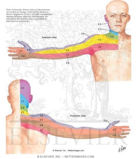 Dermal Segmentation of Upper Limb