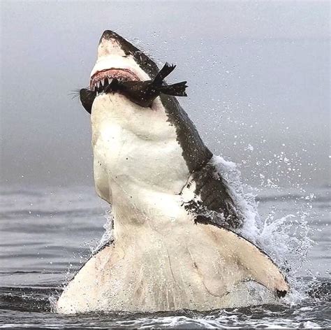 Great white shark catching prey off the coast of South Africa : r/natureismetal