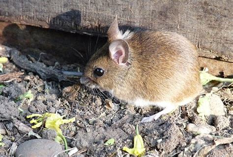 Field Mouse Control Facts: Find How to Get Rid of Field Mice