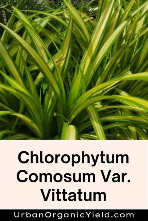 11 Varieties Of Chlorophytum Plants (Spider Plants) | UrbanOrganicYield.com