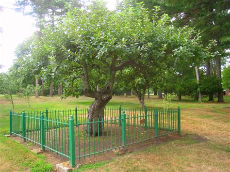 File:Isaac Newton apple tree, Babson College - IMG 0430.JPG - Wikimedia Commons