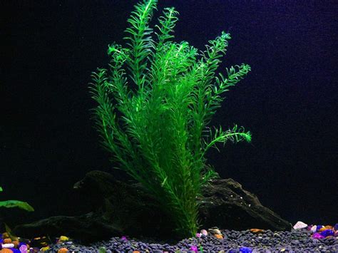 The Best Plants For Betta Fish