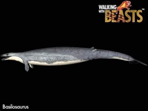 Ancient whale Basilosaurus, new research | Dear Kitty. Some blog