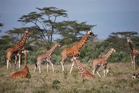 Giraffes in Kenya [IMAGE] | EurekAlert! Science News Releases