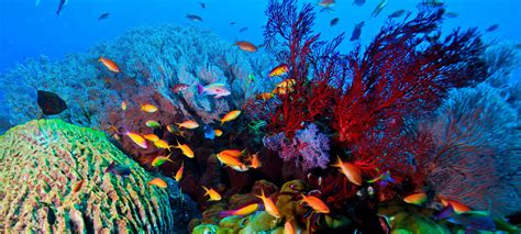 Scuba Diving & Snorkeling - Amed Dive Center Bali - Amed Dive Center ...