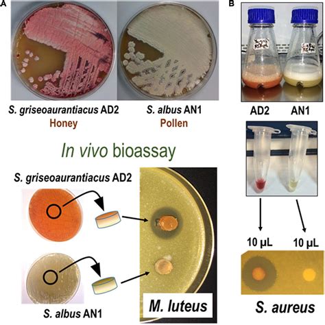 Frontiers | Identification of Antimicrobial Compounds in Two Streptomyces sp. Strains Isolated ...