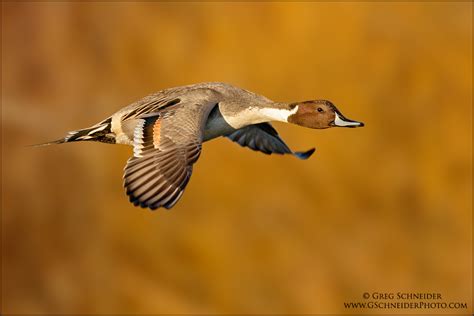 Northern Pintail drake in flight