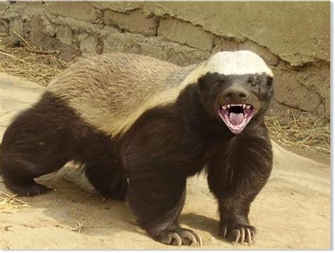 Rabid honey badger attacks couple in South Africa -- Earth Changes -- Sott.net