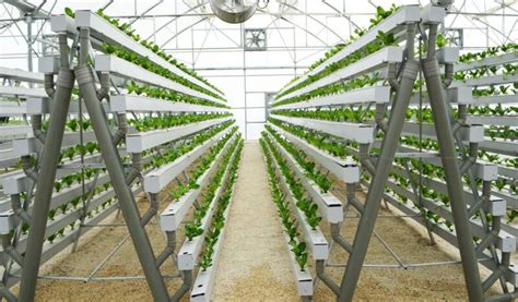 8 Benefits of Hydroponic Growing - 2024 Guide - Demotix.com