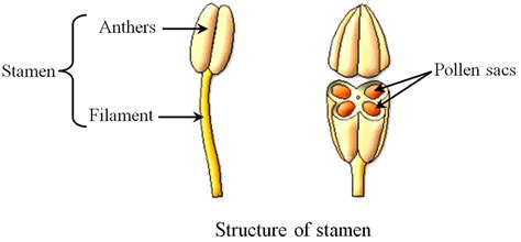 NCERT Class X Science Solutions: Chapter 8 – How Do Organisms Reproduce ...