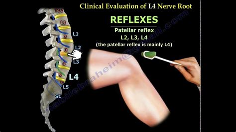 Femoral Nerve