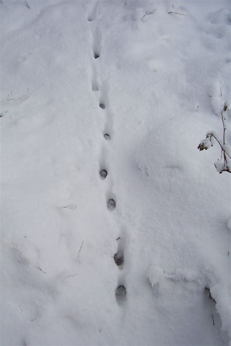 BUZZARD BUSHCRAFT: A wonderful set of Fox tracks | Fox, Animal tracks, Wonder