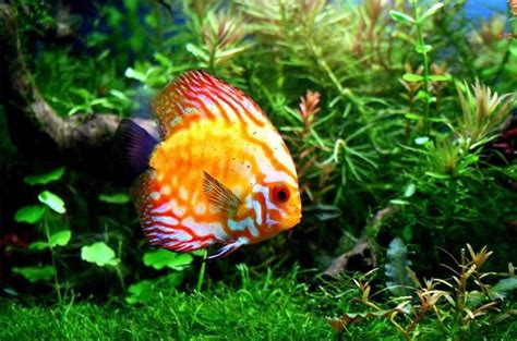 Discus and aquarium plants