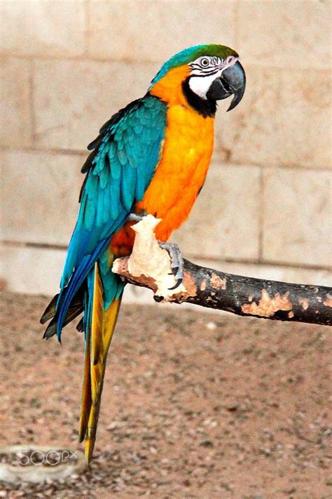 Blue and Orange Macaw | Macaw, Blue macaw, Amazon birds