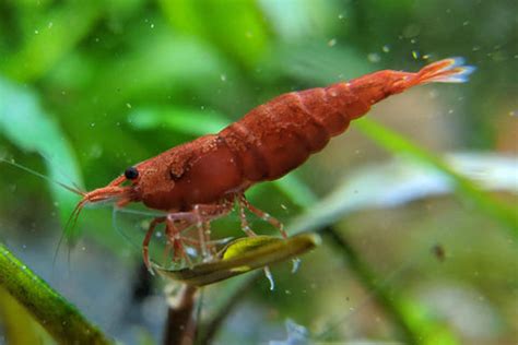 How to Breed Freshwater Shrimp?