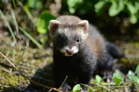 European Polecat - Facts, Diet, Habitat & Pictures on Animalia.bio