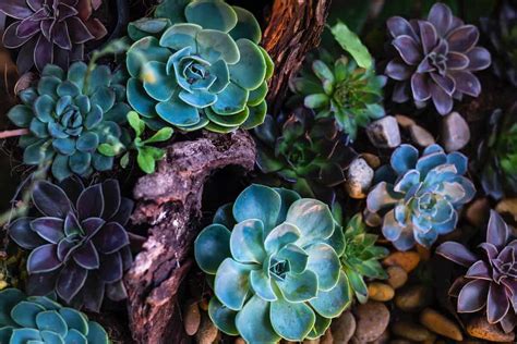 How to Color Succulents: The Definitive Guide – Succulent Advice