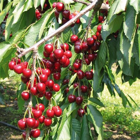 Cherry (Tree) – Stella – Urban Seedling