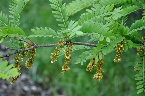 Tree of the Month: Honey Locust - Casey Trees